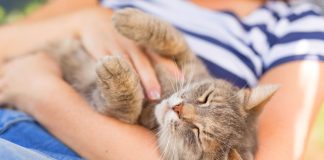 Can Pets Can Change Your Life?